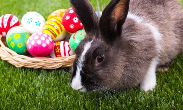 Rabbit and easter eggs in green grass — Stock Photo, Image