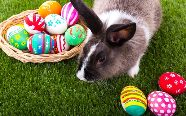 Tavşan ve Paskalya yumurta yeşil çimen — Stok fotoğraf