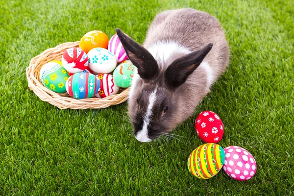 Nyúl és a húsvéti tojás, a zöld fű — Stock Fotó