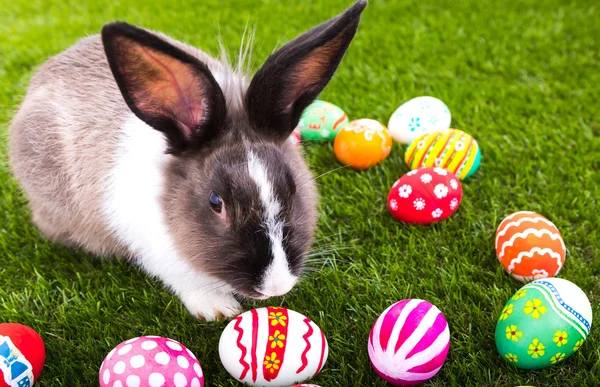 Kaninchen und Ostereier im grünen Gras — Stockfoto