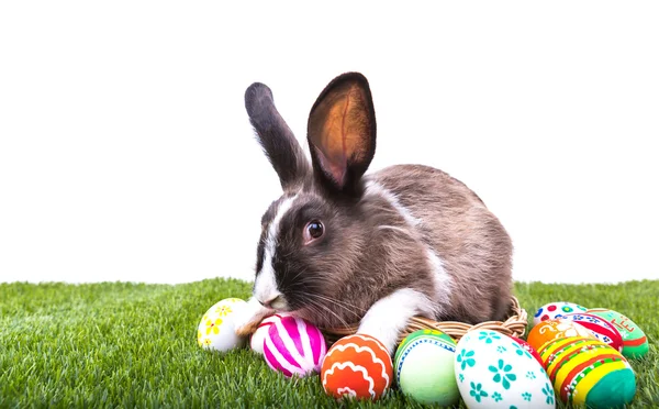 Rabbit and easter eggs in green grass — Stock Photo, Image