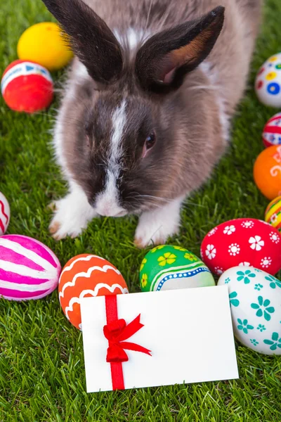Rabbit and easter eggs in green grass — Stock Photo, Image
