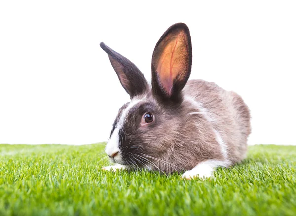 Rabbit in green grass on white background — Stock Photo, Image