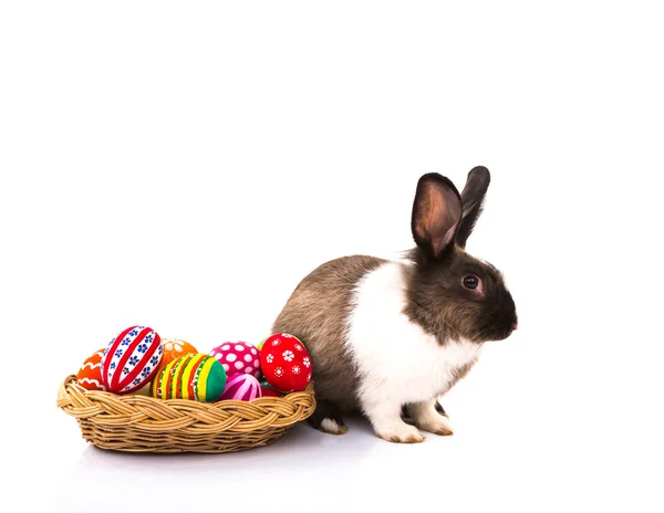 Rabbit with Easter eggs isolated on white background — Stok fotoğraf