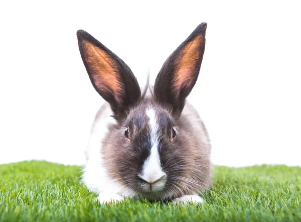 Rabbit in green grass on white background — Stock Photo, Image