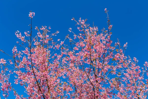 Beautiful pink flower blossom — Stock Photo, Image