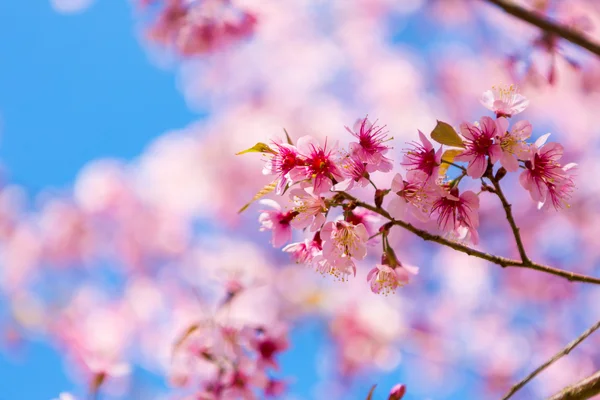 Beautiful pink flower blossom — Stock Photo, Image