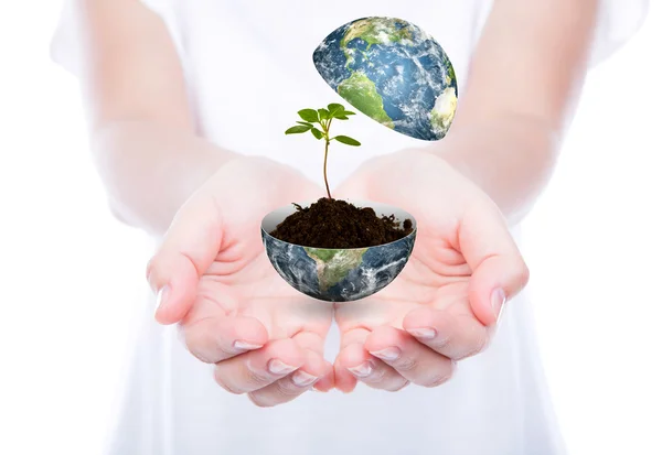 Mão segurar planta jovem na terra isolado no fundo branco (E — Fotografia de Stock