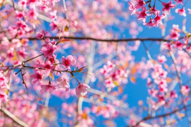 Güzel pembe çiçek.