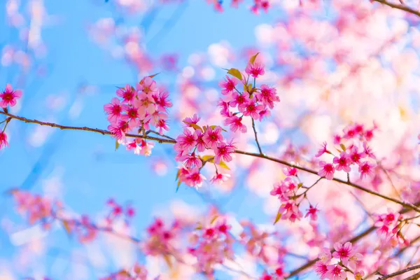 Beautiful pink flower blossom — Stock Photo, Image