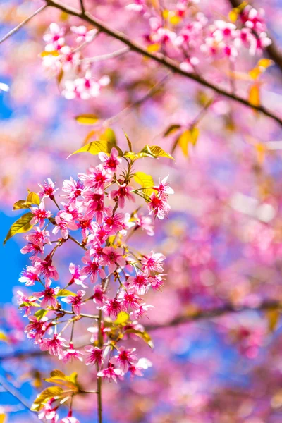 Beautiful pink flower blossom — Stock Photo, Image