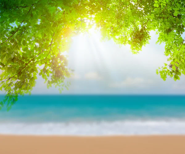 Green leaf and tropical beach — Stock Photo, Image