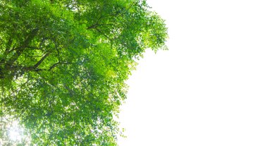 Beyaz arkaplanda yeşil yaprak izole edildi