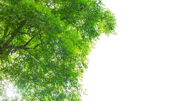 Foglia verde isolata su sfondo bianco — Foto Stock