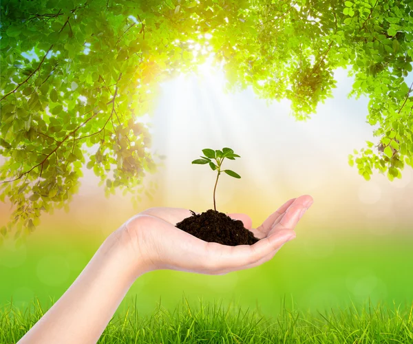 Plantera i hand över grönt blad bakgrund — Stockfoto