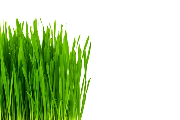 Fresh green wheat grass isolated on white background — Stock Photo, Image