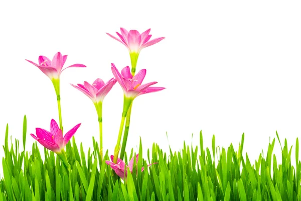 Mooie roze bloemen en verse lente groen gras geïsoleerd op — Stockfoto