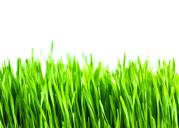 Erba fresca di grano verde isolato su sfondo bianco — Foto Stock
