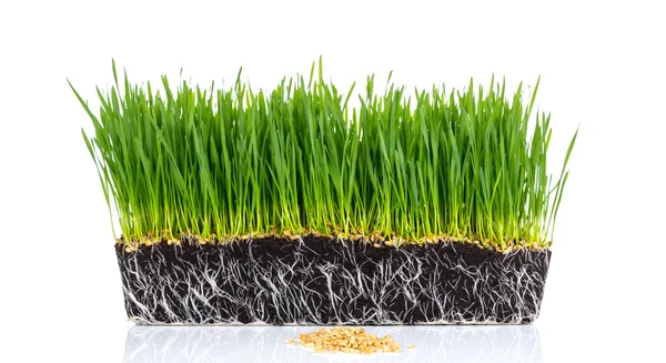 Fresh green wheat grass with roots isolated on white background — Stock Photo, Image