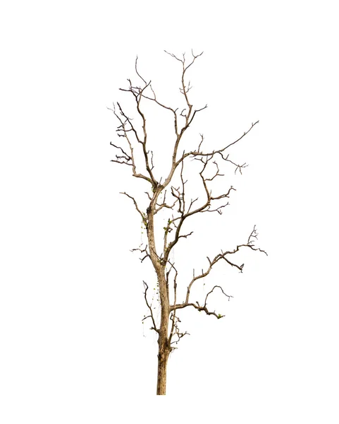 Martwe drzewo odizolowane na białym tle — Zdjęcie stockowe