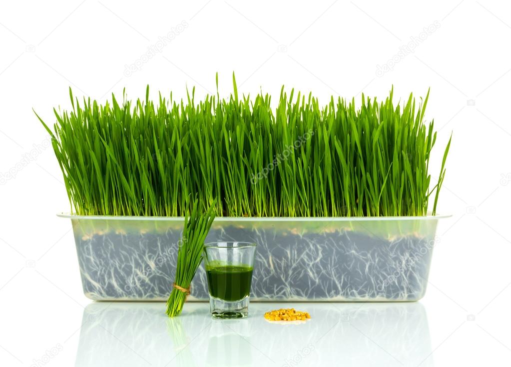 Shot glass of wheat grass with fresh cut wheat grass and wheat g