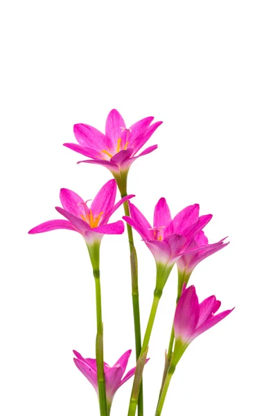 Mooie roze bloemen geïsoleerd op witte achtergrond — Stockfoto