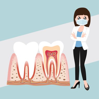 Diş hekimi ve insan dişleri. Diş bakımı geçmişi. Vektör illüstrasyonu.