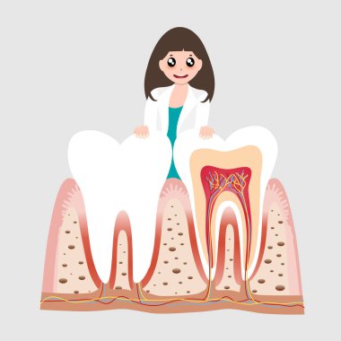 Diş hekimi ve insan dişleri. Diş bakımı geçmişi. Vektör illüstrasyonu.