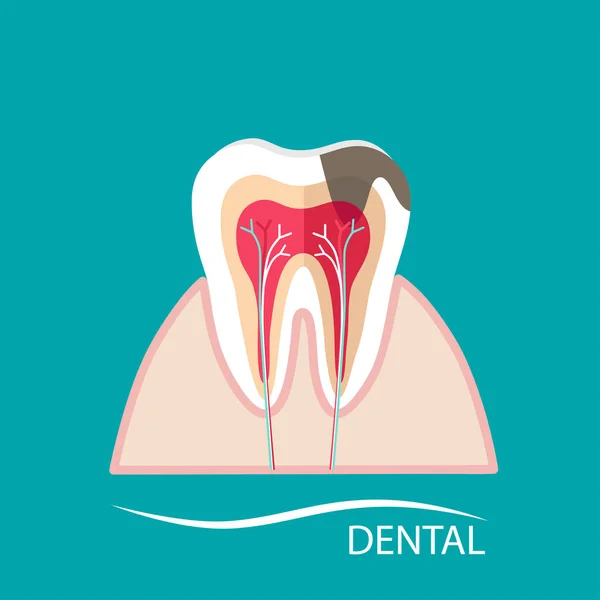 Denti Umani Esperienza Cura Dentale Illustrazione Vettoriale — Vettoriale Stock