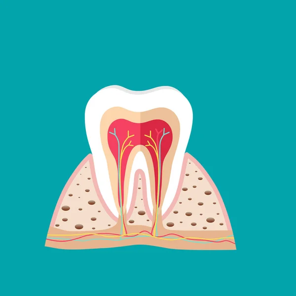 Dientes Humanos Cuidados Dentales Ilustración Vectorial — Vector de stock