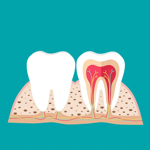 Mänskliga Tänder Tandvård Bakgrund Vektorillustration — Stock vektor