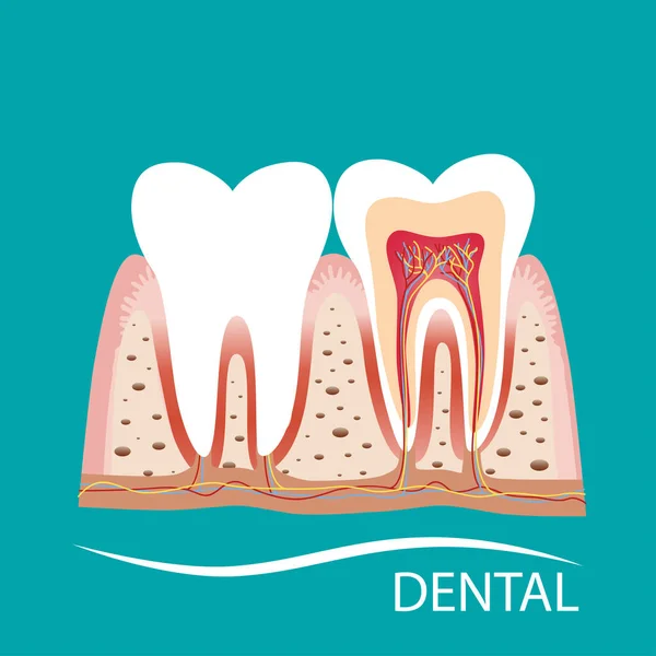 Denti Umani Esperienza Cura Dentale Illustrazione Vettoriale — Vettoriale Stock