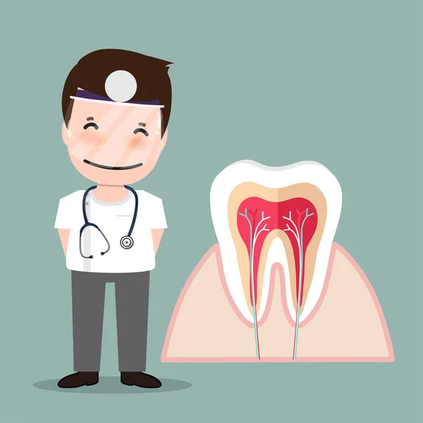 Dentiste Dents Humaines Une Formation Soins Dentaires Illustration Vectorielle — Image vectorielle