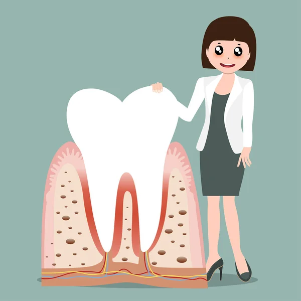 牙医和人类的牙齿 牙科护理背景 矢量说明 — 图库矢量图片