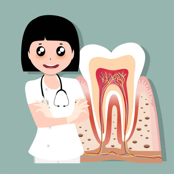 Οδοντίατρος Και Ανθρώπινα Δόντια Οδοντιατρική Περίθαλψη Εικονογράφηση Διανύσματος — Διανυσματικό Αρχείο