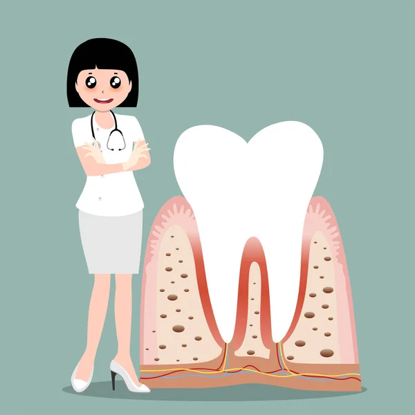 Dentiste Dents Humaines Une Formation Soins Dentaires Illustration Vectorielle — Image vectorielle