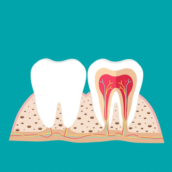 Denti Umani Esperienza Cura Dentale Illustrazione Vettoriale — Vettoriale Stock