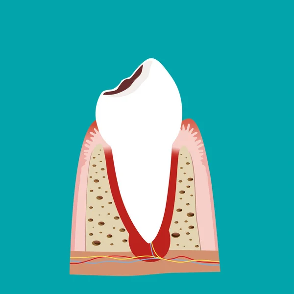 Menschliche Zähne Hintergrund Der Zahnpflege Vektorillustration Stockvektor