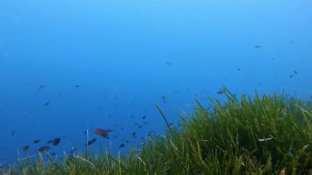 Pov Dykning Över Posidonia Havsbotten Mallorca Spanien — Stockvideo