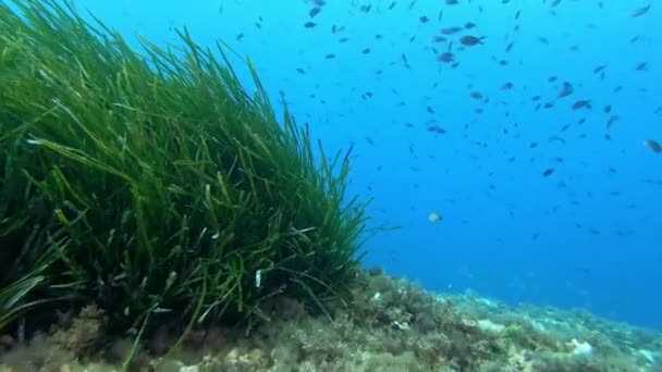 Sualtı Sahnesi Scuba Dalışı Yosun Tarlasında — Stok video