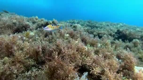 靠近摄像机的色彩斑斓的珊瑚礁鱼 马约卡的Scuba潜水 — 图库视频影像