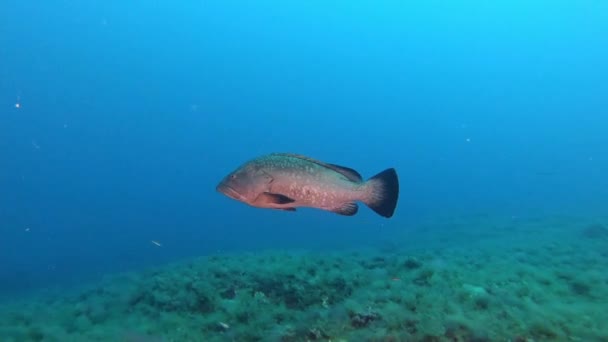 Gruppfisk Som Simmar Rent Havsvatten — Stockvideo