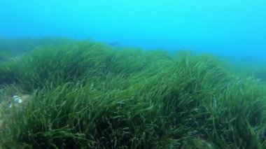 Su altı sahnesi - Posidonia yosun tarlasında karabatak avcılığı