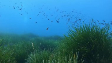 Suyun altındaki doğa - Yeşil bir Posidonia yosun tarlası üzerinde dalış