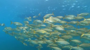 Suyun altındaki balıklar - Akdeniz altınlı kuşak balıklar