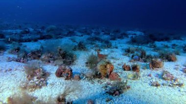 Derin scuba dalışı - Münzevi yengeçler deniz tabanında yürüyorlar