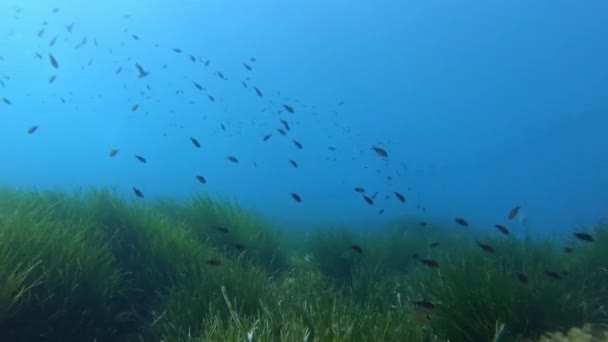Pov Scuba Diving Posidonia Seaweed Field — Stock Video
