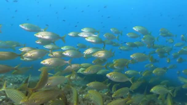 Підводна Сцена Середземноморське Золото Мілководді — стокове відео