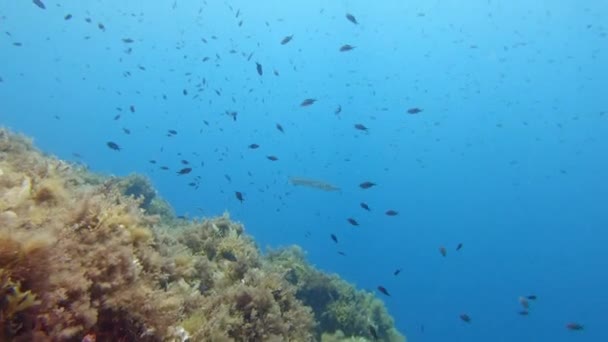 Peces Barracuda Solos Agua Mar Limpia — Vídeo de stock