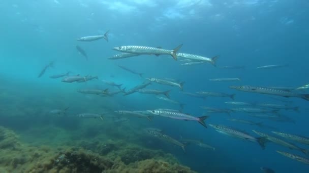 Barracduda Skola Grunt Vatten Dykning Mallorca Spanien — Stockvideo